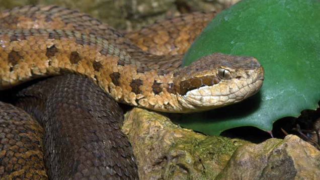 Illustration for article titled 7 Of The World’s Deadliest Snakes Who Would Be No Match For My Lawn Mower